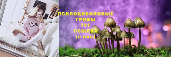 PSILOCYBIN Богданович